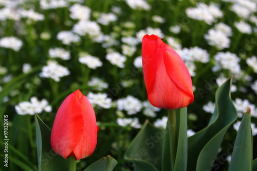 Red tulips with white daises background  photo