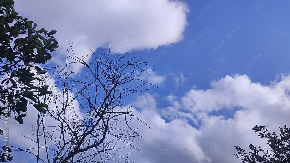 dead trees and clouds timelapse dead trees and clouds timelapse
