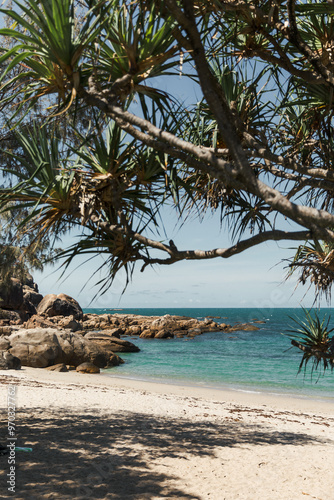 trees on the beach with blue water