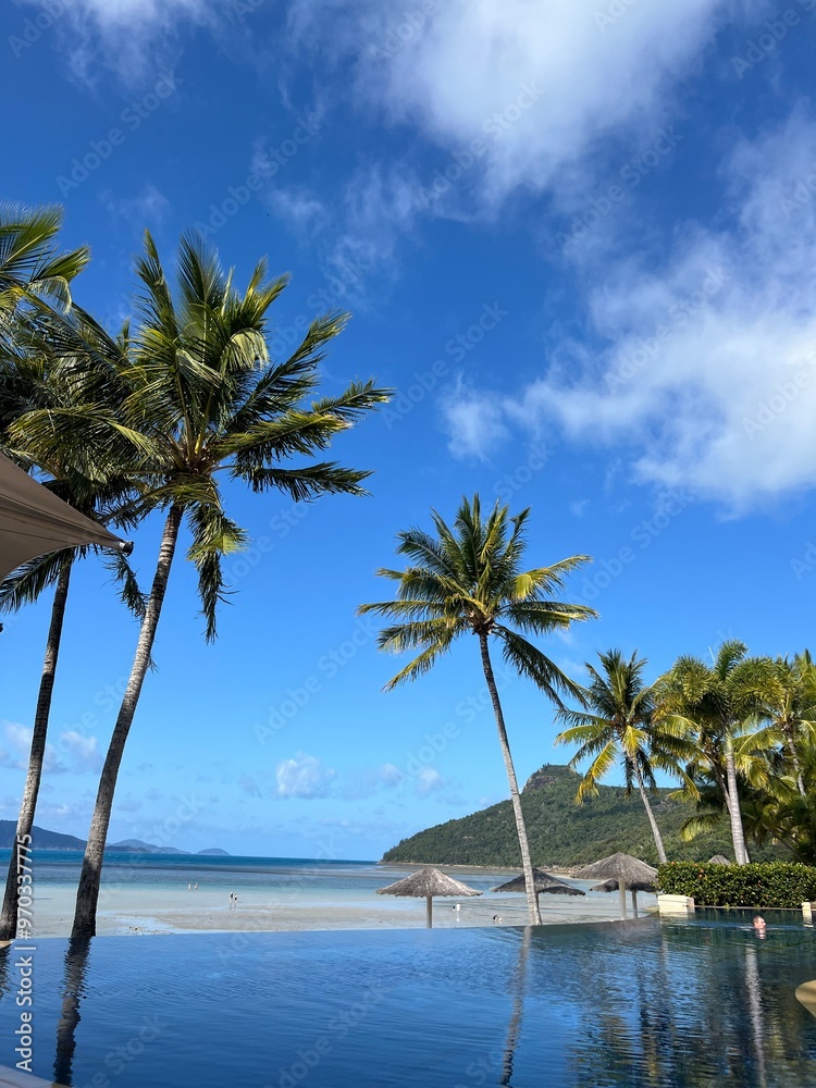 Fototapeta premium palm trees on the beach