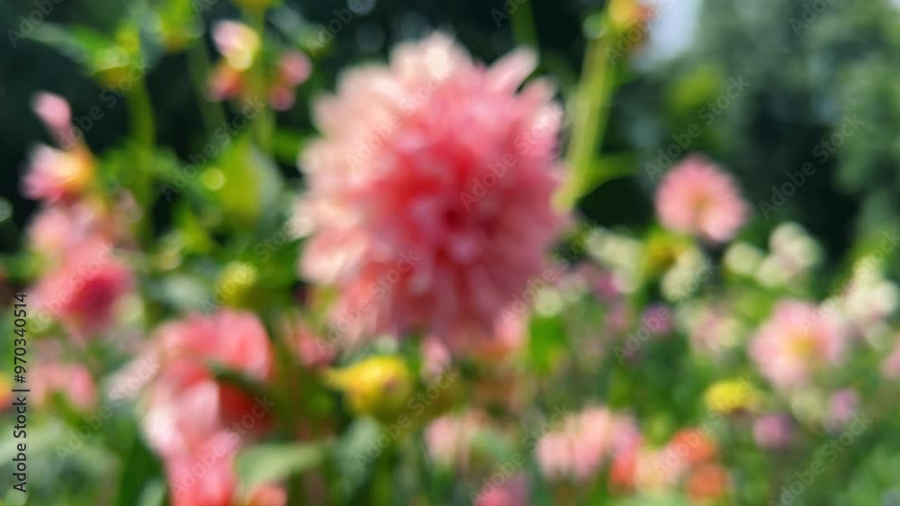 Pink dahlia flower buds in a summer garden.