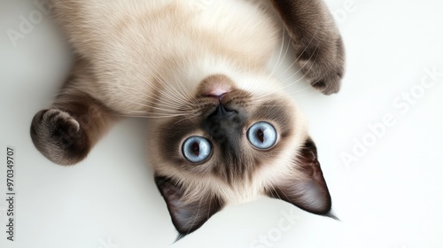 Curious Tonkinese Cat Lying Belly Up with Playful Expression, Viewed from Above on White Surface with Soft Shadows photo