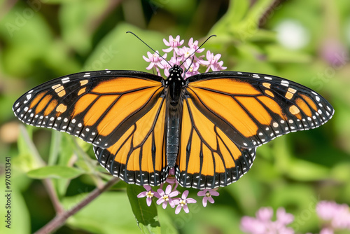 A vibrant monarch butterfly (Danaus plexippus) delicately perched on a blooming milkweed flower, its wings outstretched