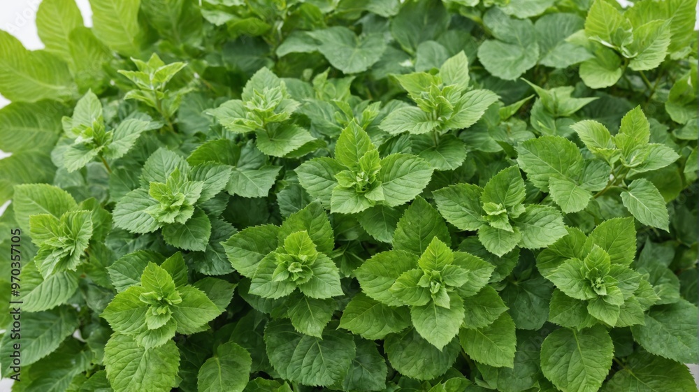 Close-up bunch green leaves leaves are large have Fresh oregano Close-up bunch green leaves leaves are large have Fresh oregano
