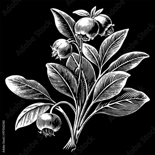 A drawing of a blueberry bush with leaves and berries