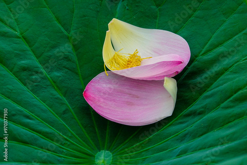 Pink petals of lotus flower on a green leaf at Semiwon Lotus Museum near Yangpyeong-gun, South Korea  photo