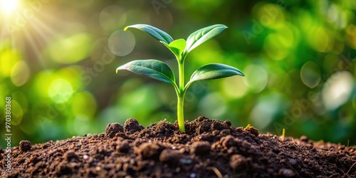 A verdant shoot pushes through the soil, its delicate stem elongating, crafting intricate leaves, and flourishing into a vibrant plant adorned with robust foliage and radiant blooms. photo