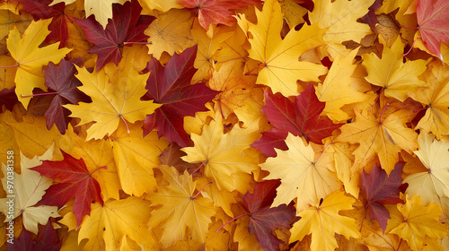 autumn maple leaves background