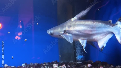 Iridescent shark (Pangasianodon hypophthalmus) in the aquarium. photo