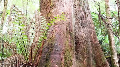 Majestic Trees in Maits Rest Rainforest photo