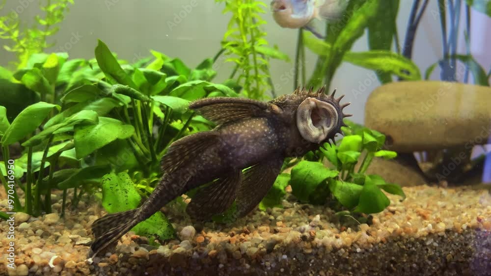 Ancistrus catfish in a freshwater aquarium.