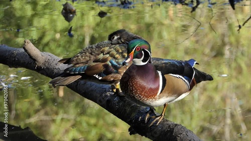 Couple of Wood Ducks on Wild Forest Lake Fallen Shore Tree- North American  Colorful Waterfowl Birds -  4K