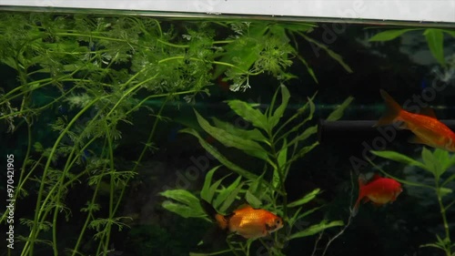 Goldfish of different species and colors, swimming among green plants in a planted aquarium.