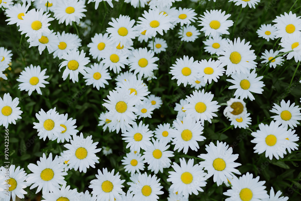 Fresh White Daisies with Yellow Centers in a Lush Flower Field Fresh White Daisies with Yellow Centers in a Lush Flower Field
