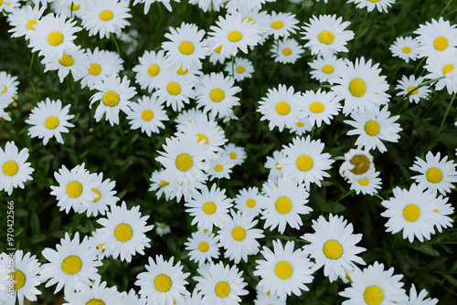 Fresh White Daisies with Yellow Centers in a Lush Flower Field