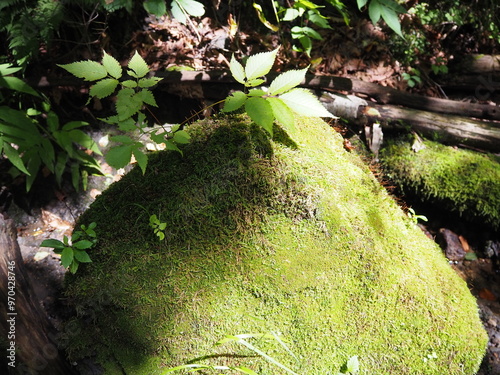 樽前ガローの苔むした岩 photo