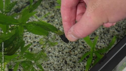 Human hand dropping fish food into aquarium, and fish eating food from the surface.