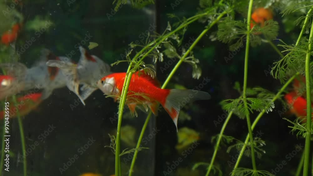 Different colors and species of goldfish, swimming between plants in a planted aquarium. Close up. Different colors and species of goldfish, swimming between plants in a planted aquarium. Close up.