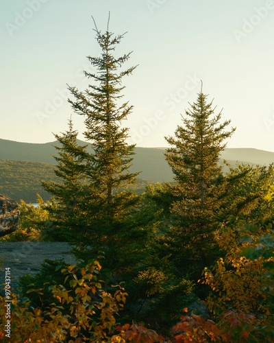 Pine trees at Sunset Rock near North-South Lake, in the Catskill Mountains, New York