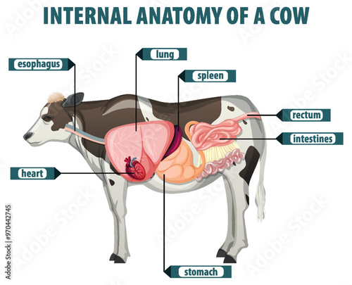 Internal Anatomy of a Cow