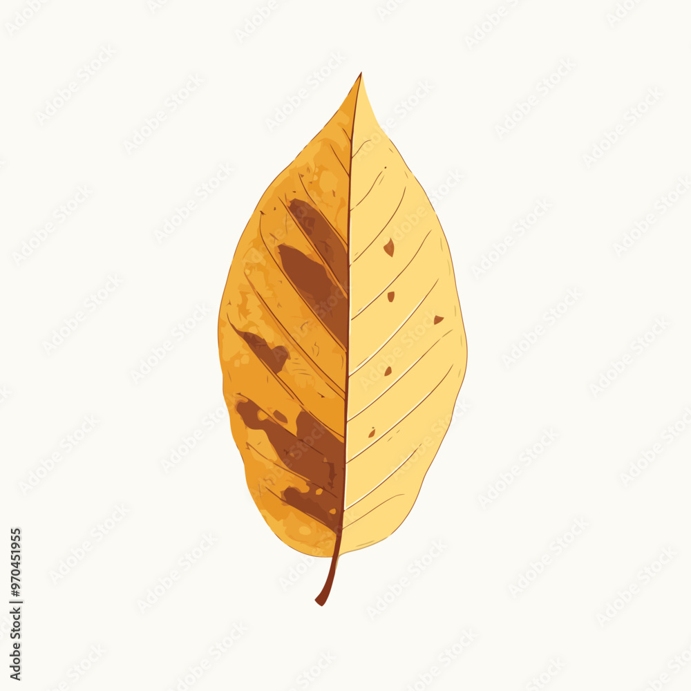 Isolated vector of autumn leaf Isolated vector of autumn leaf