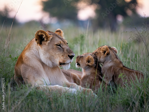 Lioness resting in the tall grass with her cubs photo