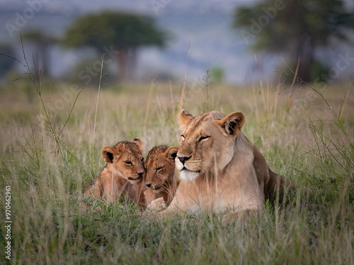 Lioness resting in the tall grass with her cubs photo