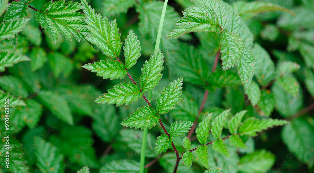 Wild raspberry plants in high altitude forest Wild raspberry plants in high altitude forest