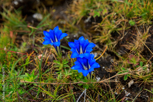 Blue wild flowers in grassland