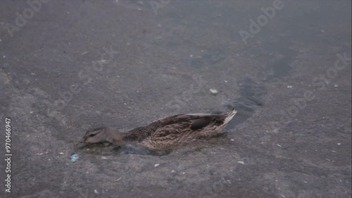 Duck swimming in polluted water