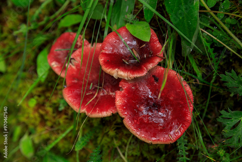 Vászonkép Red mushrooms grow in summer forest