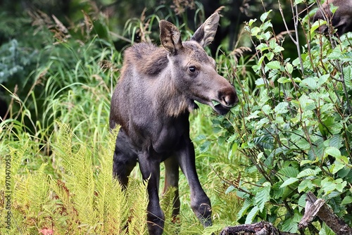 Baby Moose on Kenai Peninsula