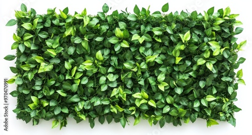 A close up shot of a patch of green leaves on a white background.