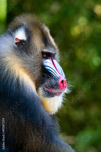 Tapety artystyczne Angry looking baboon sitting alone 