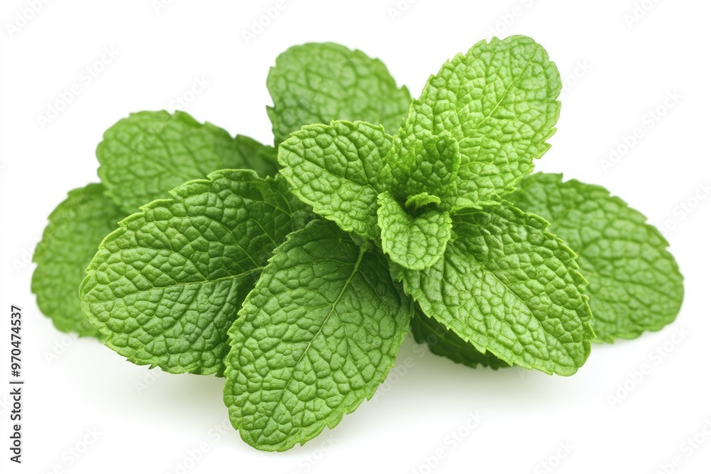 Mint Leaves Close-Up on White Background, Fresh Aroma of Herbal Ingredient