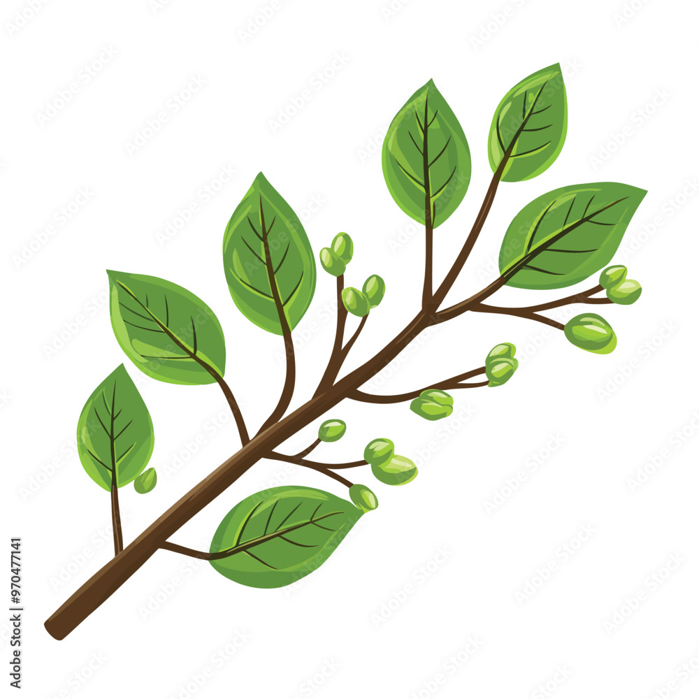 Fototapeta premium A branch with leaves and buds