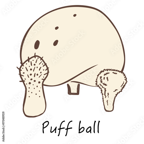 Puffball mushroom vector illustration, hand-drawn edible fungi sketch. Ideal for recipe books, menus, labels, icons, packaging. Vintage-style organic food collection design.
