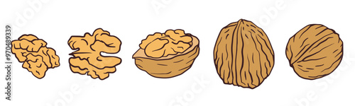 Walnut kernel with shell, core and walnut pieces isolated on white background for packaging design, poster, market banner, recipe, menu