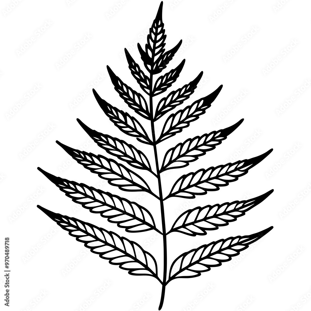 fern leaves outline coloring book page line art drawing fern leaves outline coloring book page line art drawing