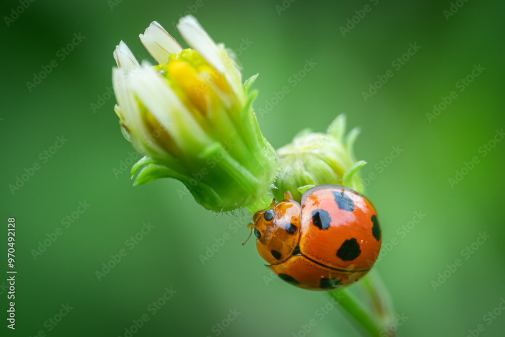 ladybird beetle Coelophora inaequalis walking on a daisy flower ladybird beetle Coelophora inaequalis walking on a daisy flower