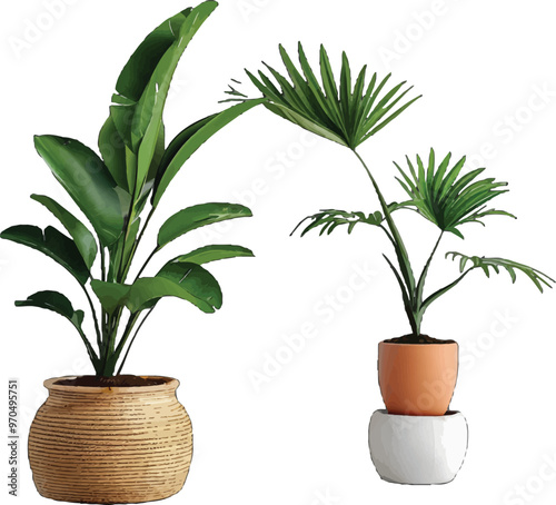 Vector Illustration Image of ornamental flower plants in pots that are often planted in front of the house as greenery