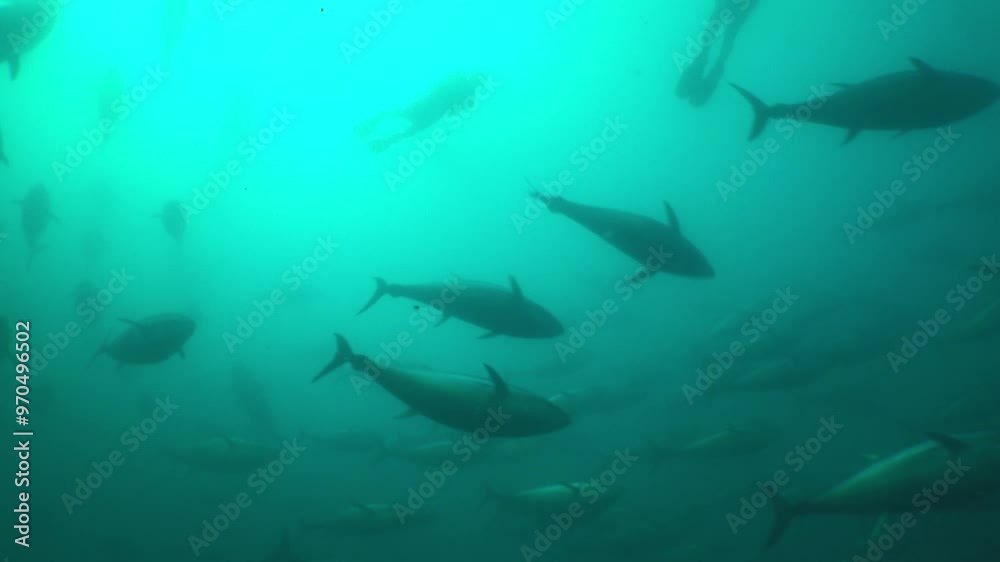 school of tuna fish underwater wildlife ocean scenery marine life school of tuna fish underwater wildlife ocean scenery marine life