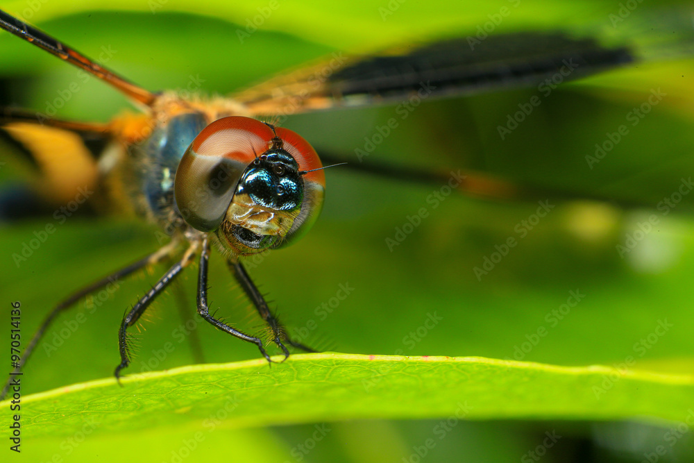 Naklejka premium dragonfly Macro of a dragonfly on a green leaf.
