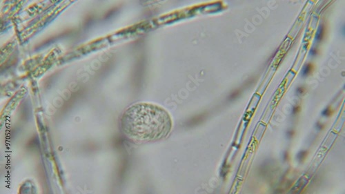 Research Scientists Unicellular Organisms. Soil Microorganisms Under Microscope Including Amoeba, Flagellates, Nematodes, Fungi, Bacteria From Healthy Soil. Bacterias for Carbon Sequestration.