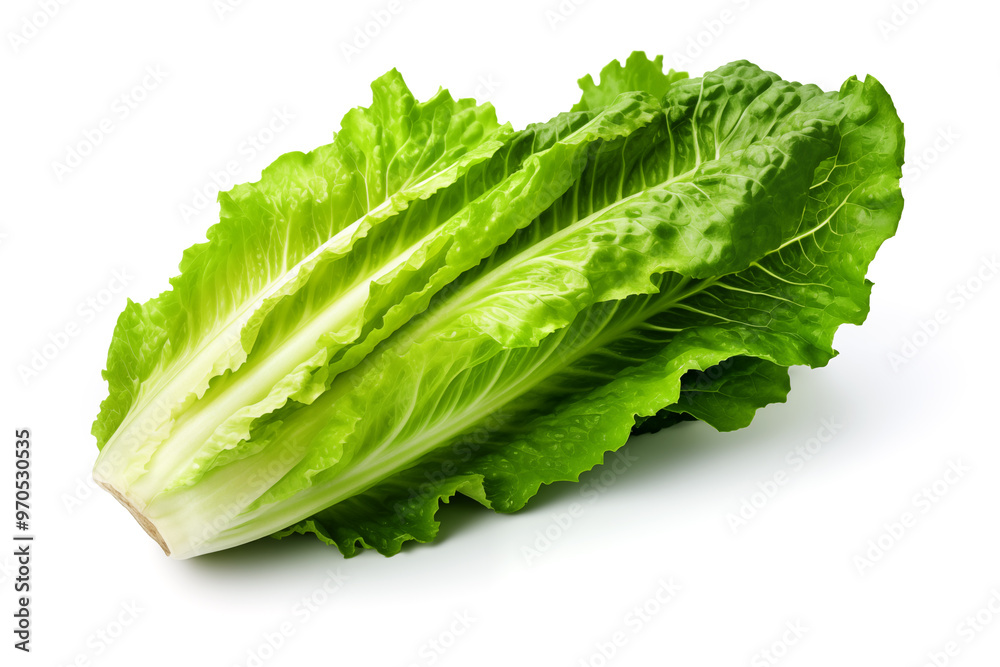 Lettuce leaves. Fresh romaine lettuce on a white background. Lettuce leaves. Fresh romaine lettuce on a white background.