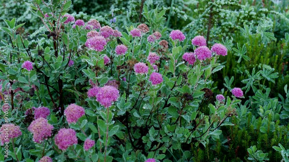 Slow motion landscape of pink flowers Rosey Spirea garden nature vegetation plants with dew in Mount Rainier Seattle Washington National Parks USA America wilderness hiking Slow motion landscape of pink flowers Rosey Spirea garden nature vegetation plants with dew in Mount Rainier Seattle Washington National Parks USA America wilderness hiking