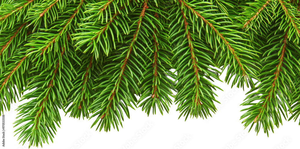 Naklejka premium Close-up of Green Fir Tree Branches Isolated on Transparent Background