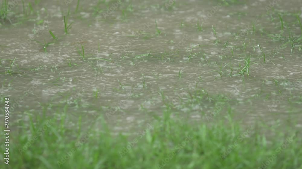 In the rainy season, eastern India receives heavy rainfall during the rainy season. In the rainy season, eastern India receives heavy rainfall during the rainy season.