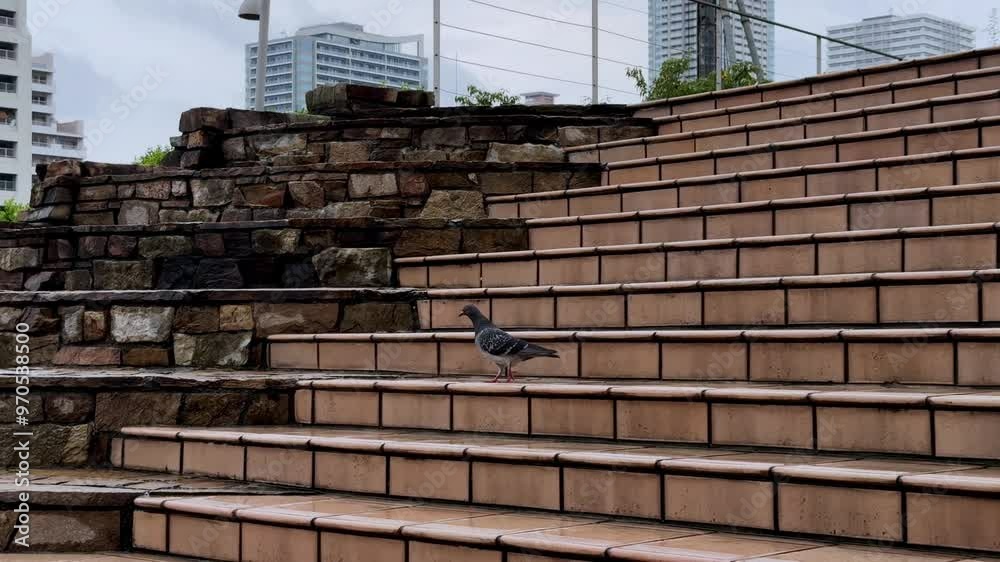 A pigeon walks down a tiled staircase in an urban setting with tall buildings in the background A pigeon walks down a tiled staircase in an urban setting with tall buildings in the background