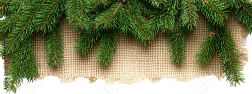 Fir Tree Branches on Burlap Fabric Isolated on Transparent Background